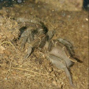 Phormictopus sp.