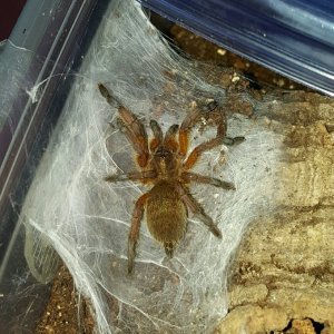 Harpactira pulchripes #1