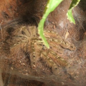 Stromatopelma calceatum - Peanut