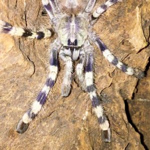 Poecilotheria formosa "Skye"