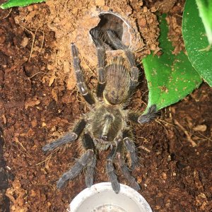 Ceratogyrus darlingi "Chaos"