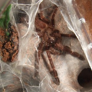 Thrigmopoeus truculentus - Ratta