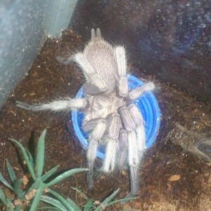 Charlie 1.....Chilobrachys Dyscolus sp Blue