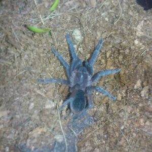 Quesada.....Aphonopelma seemanni