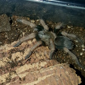 Brachypelma baumgarteni #2