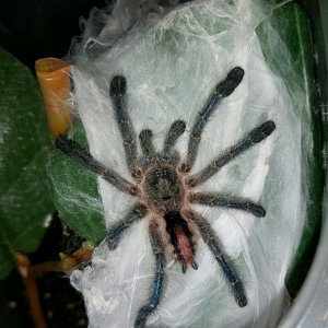 Avicularia sooretama #1