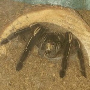 E.murinus feeding.