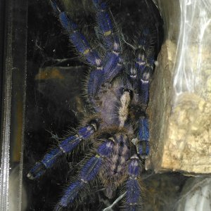 P. metallica freshly moulted