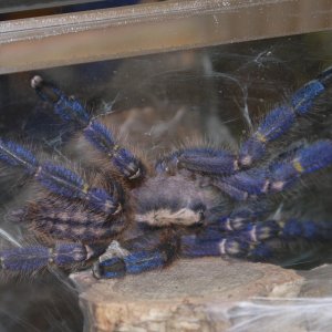P. metallica freshly moulted pic 2