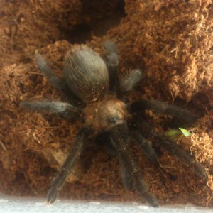 Jet..... Brachypelma schroederi