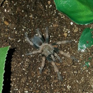 Brachypelma baumgarteni #1