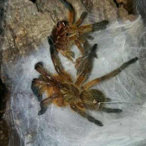 Harpactira pulchripes #1