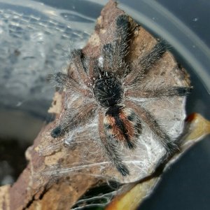 Avicularia amazonica #2