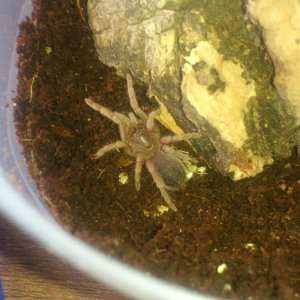 Juara... Acanthoscurria musculosa