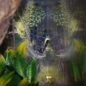 Cliff, P. metallica post moult.