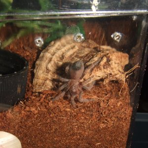 Brachypelma smithi - Nevado