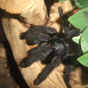 Lampropelma sp. Borneo Black - Sable