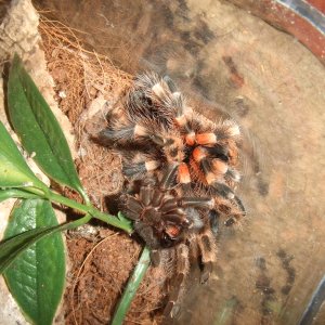 Brachypelma smithi - Pico