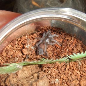 Pterinopelma sazimai - Pytau