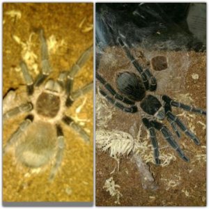 L.parahybana before and after molt.