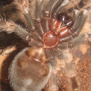 Brachypelma smithi - Popo