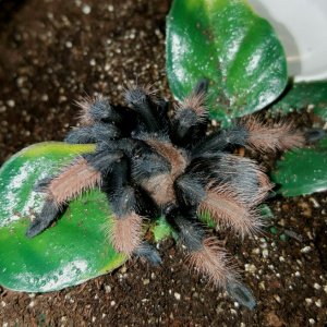 Brachypelma emilia - Female