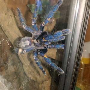 Poecilotheria metallica - Trip