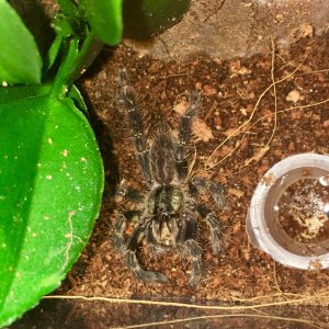 P ornata "Hissy"