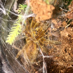 P murinus "Sunshine"