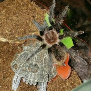 B.albopilosum freshly molted.