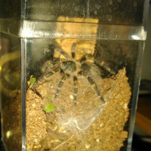 G.pulchripes freshly molted.