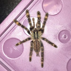 P ornata "Hissy"