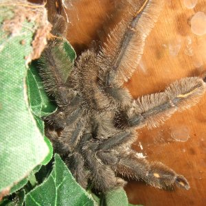 Psalmopoeus irminia - Falcon