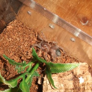 Brachypelma smithi - Nevado