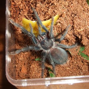 Phormictopus sp. full green - Guaba