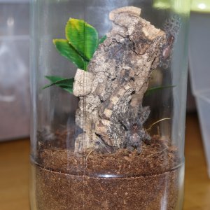 P. regalis communal setup (zoom in!)