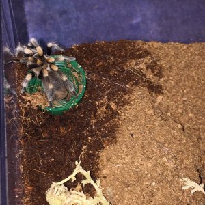 Brachypelma smithi, Scarlet