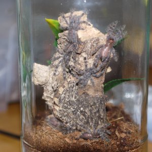 P. regalis communal update.. (zoom in for best view)