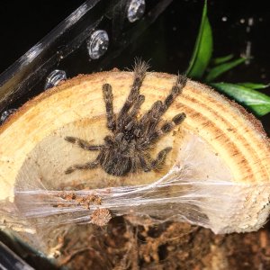 P striata "Petra"