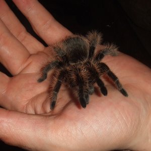 Brachypelma albopilosum  - Coco