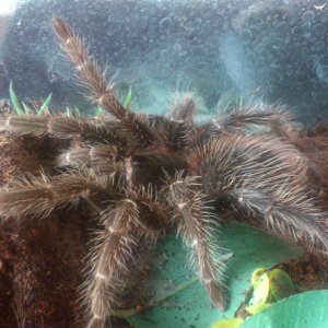 Smokey......Lasiodora Parahybana