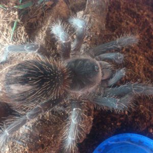 The Bandit.....Lasiodora Parahybana