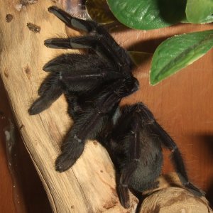 Lampropelma sp. Borneo Black - Sable