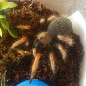 Rhapsody.......Brachypelma boehmei