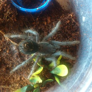 Shamrock.....Phormictopus sp Full Green