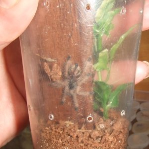 Avicularia sp. peru purple - Chimu