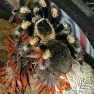 B.smithi.