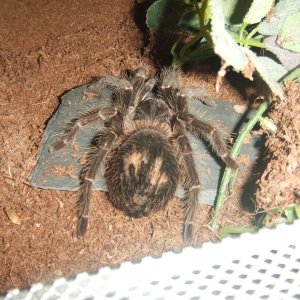 Lasiodora parahybana - Pip