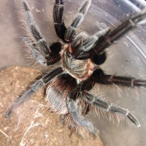 Brachypelma Kahlenbergi