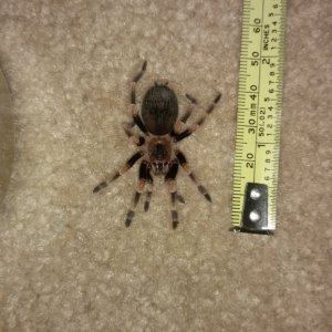 Female Brachypelma annitha